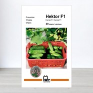 Насіння огірка Гектор F1, АПГ Nunhems, Нідерланди, 20 насінин